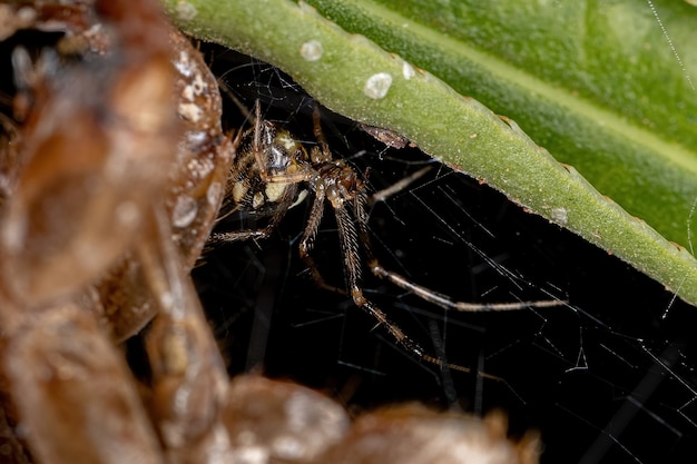 Ragno ragnatela femmina adulta della famiglia Theridiidae