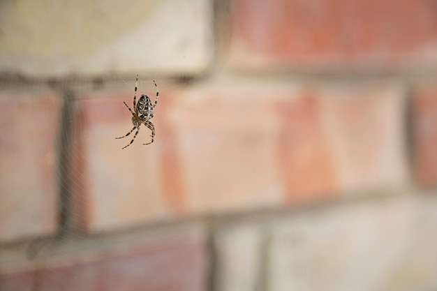 Ragno-ragno da giardino (lat. Araneus)