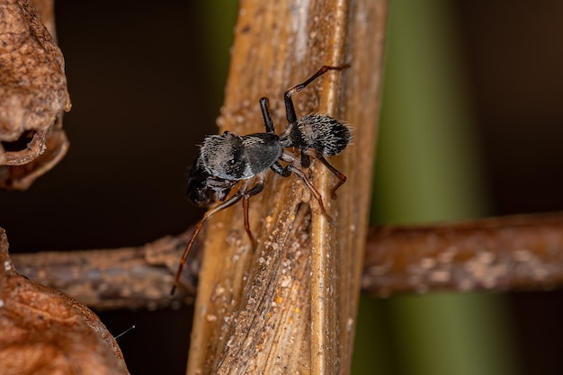 Ragno saltatore adulto maschio del genere Sarinda che imita le formiche carpentiere del genere camponotus