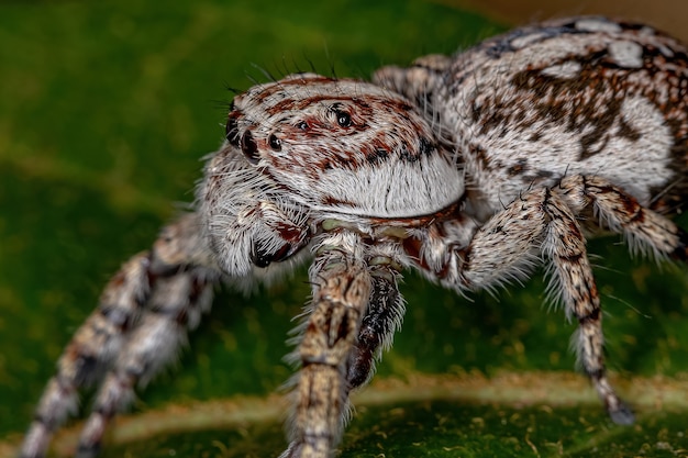 Ragno saltatore gigante della sottofamiglia salticinae