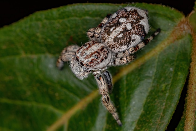 Ragno saltatore gigante della sottofamiglia salticinae