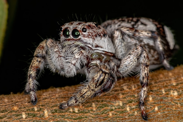 Ragno saltatore gigante della sottofamiglia salticinae