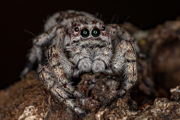 Ragno saltatore gigante della sottofamiglia salticinae