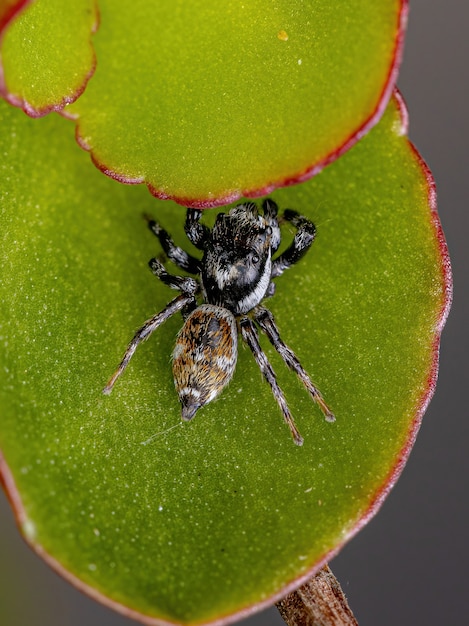 Ragno saltatore maschio adulto del genere Pachomius