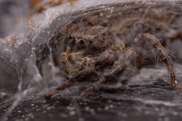 Ragno saltatore pantropicale femmina adulta della specie Plexippus paykulli