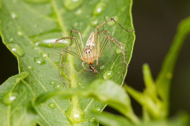 Ragno saltatore su foglia verde con goccia d&#39;acqua