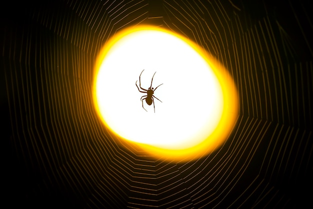 Ragno seduto su una rete di notte sotto la luce di una lanterna