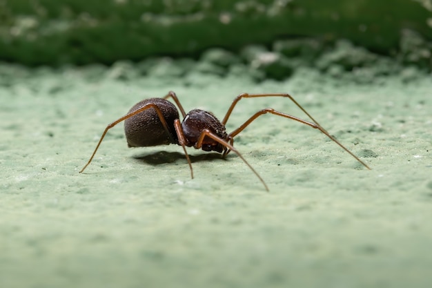 Ragno sputatore del genere Scytodes