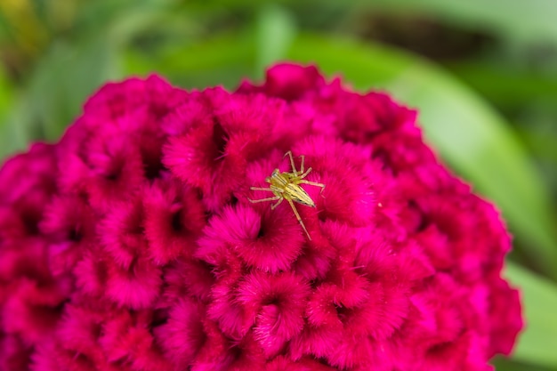 Ragno su Celosia argentea in giardino.