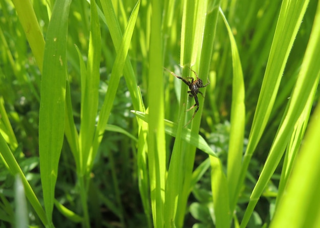 Ragno Su Un Colpo Macro Estremo Di Erba Verde