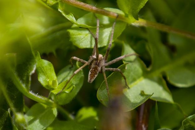 ragno su una foglia verde