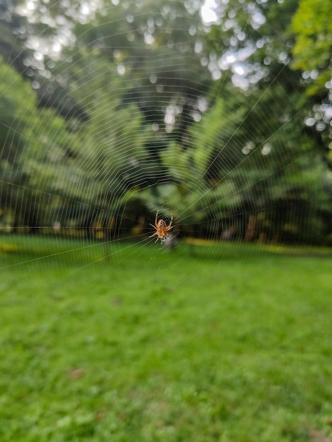 Ragno sul web al parco cittadino