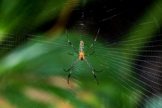 ragno sul web nella foresta, insetto e animale