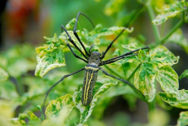 ragno sulla foglia verde