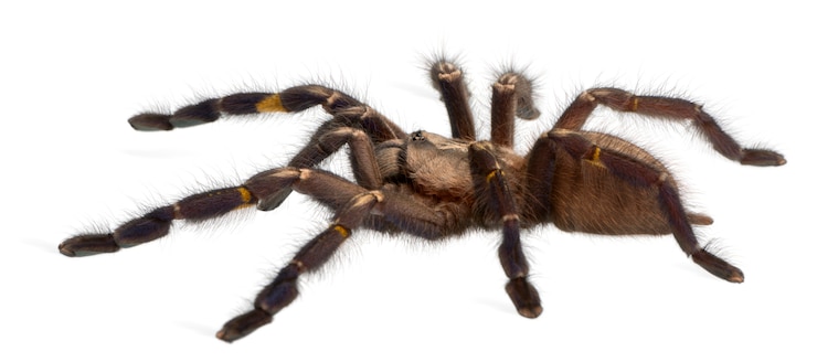 Foto ragno tarantola, poecilotheria metallica, davanti a sfondo bianco