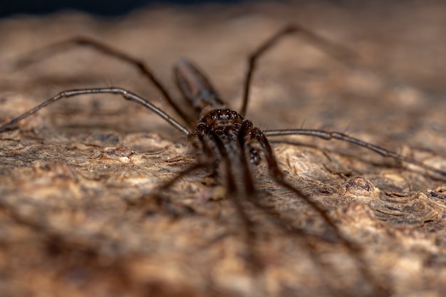 Ragno Tessitore di Globi dalla mascella lunga del genere Tetragnatha