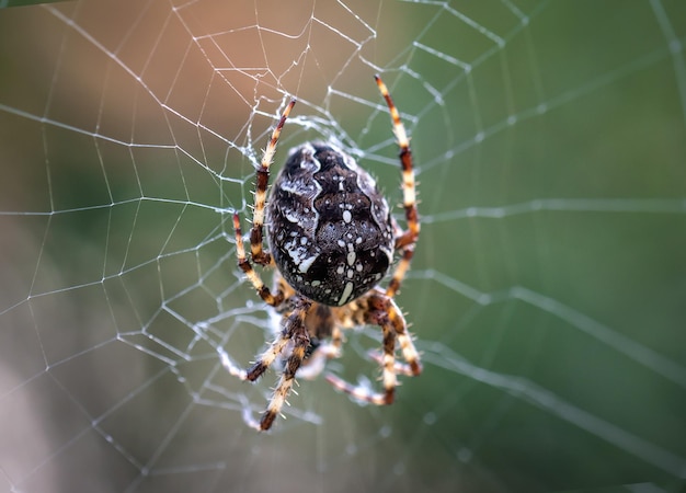 Ragno trasversale da giardino dal vivo sul web