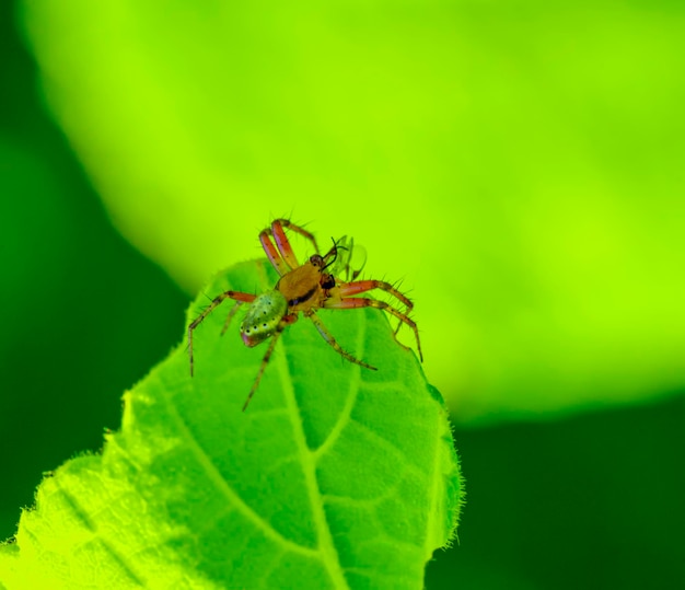 ragno verde del cetriolo sulla foglia verde