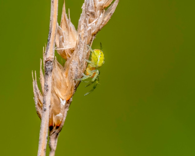 Ragno verde del cetriolo