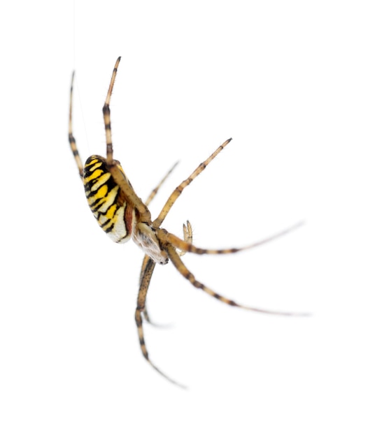 Ragno vespa Argiope bruennichi appeso sul web su sfondo bianco