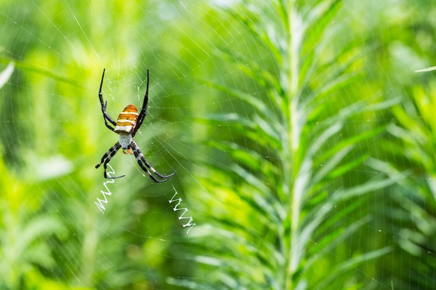 Ragno vespa sul web argiope bruennichi i ragni possono scrivere in inglese