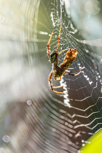 Ragno web dorato che mangia una brocca al mattino