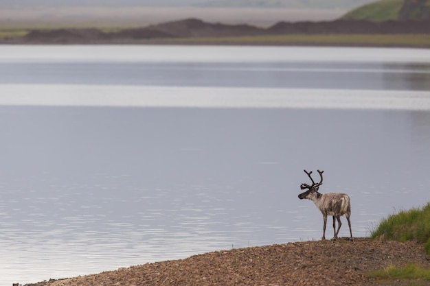 Raindeer in riva al mare in Islanda