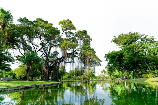 Raintree e molti alberi verdi nel parco e nello stagno.