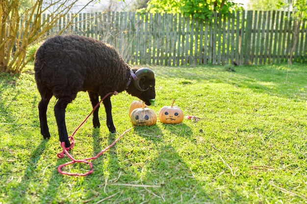 Ram e zucche di Halloween decorate ariete che pascolano sull'erba in giardino