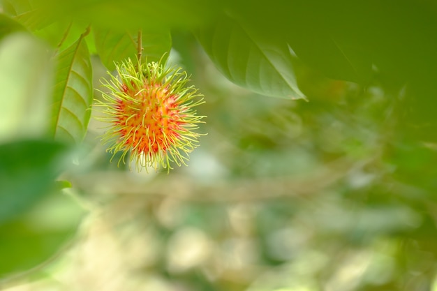 Rambutan in albero e copia spazio.