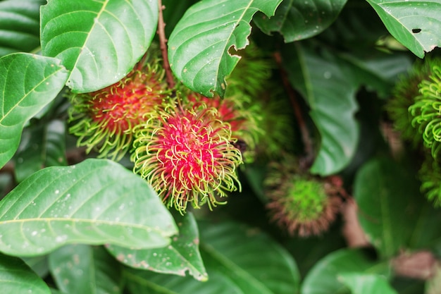 rambutan rosso con foglie verdi.