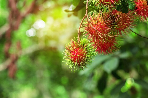 Rambutan rosso con il sole splende.