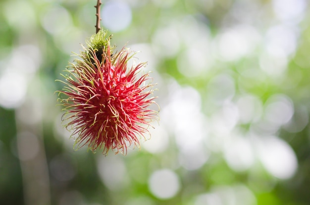 Rambutan rosso sull&#39;albero rambutan