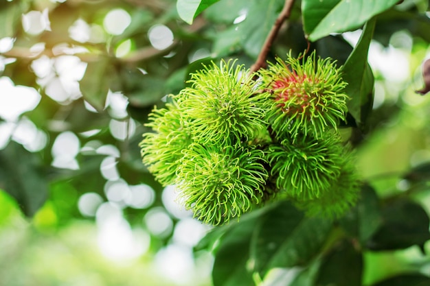 Rambutan verde con sfondo naturale.