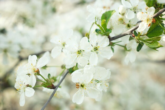 Rametti di ciliegio in fiore