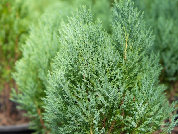 Rametti di cipresso o albero sempreverde di Natale.