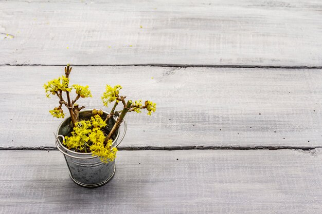 Rametti di fioritura freschi di corniolo nel secchio di latta. Concetto di umore di primavera, modello di carta, carta da parati, sfondo. Sfondo di assi di legno