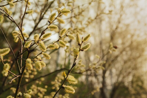 Rametti di salice primaverile. Salice in fiore