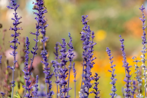 rametti viola di lavanda in giardino. sfondo di fiori naturali.