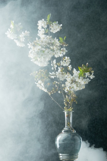 Rametto di fiori di ciliegio in fumo e gocce d'acqua su fondo nero