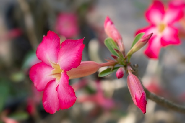 Rametto di fioritura Azalea rosa, soft focus