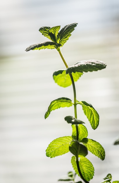 Rametto di menta