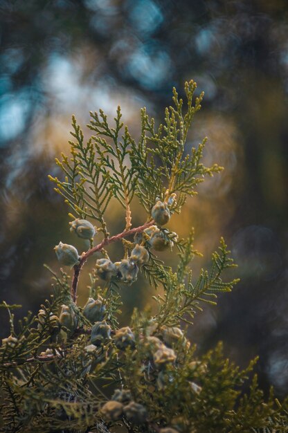 Rametto di thuja