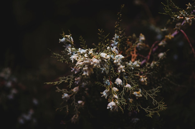 Rametto di thuja