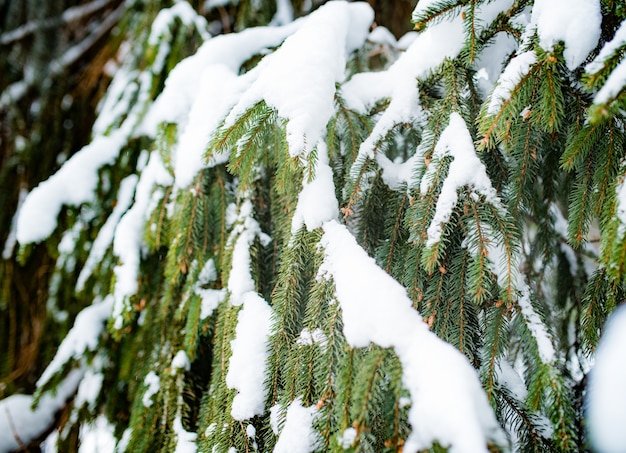 Rami attillati congelati nevosi verdi di bello grande abete rosso che cresce nella foresta