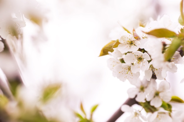 Rami con fiori bianchi