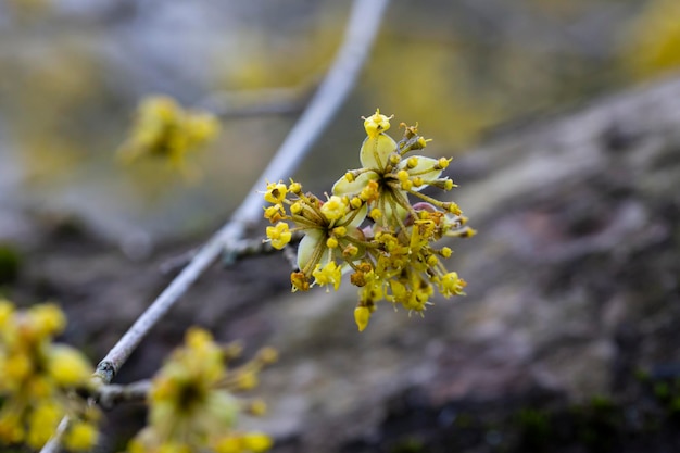 Rami con fiori di corniolo Cornus mas all'inizio della primavera Corniolo corniolo corniolo o corniolo corniolo Cornus mas flovering Fiori di inizio primavera in habitat naturale