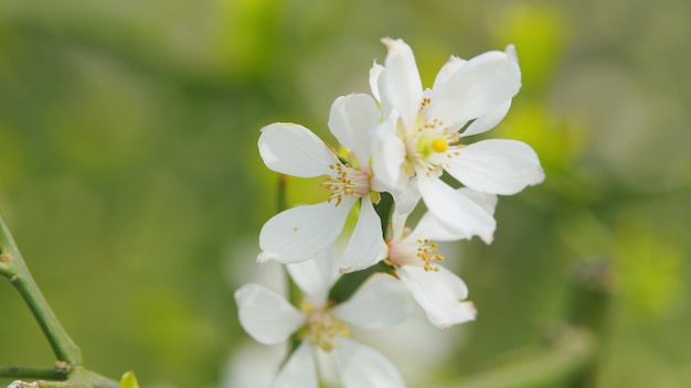 Rami con frutti rotondi maturi e foglie verdi germogli bianchi e fiori di trifoliato arancione vicino