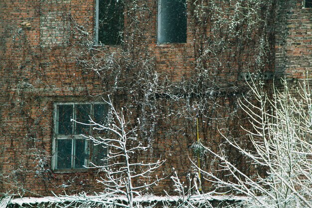 Rami con neve e vecchia casa di mattoni