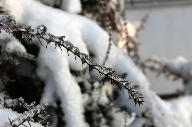 Rami congelati in primo piano invernale Foto a macroistruzione